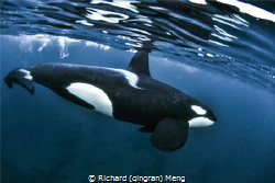 Orca Splendid
 by Richard (qingran) Meng 